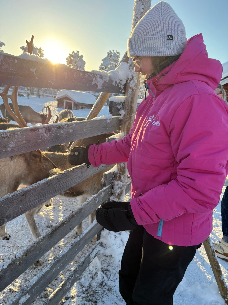 Reindeer Experience in Lapland