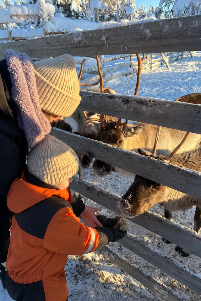 Reindeer Encounters