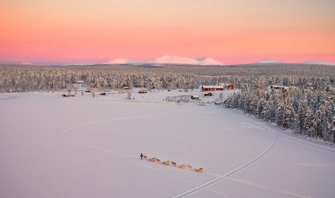 Reindeer caravan through snowy forest